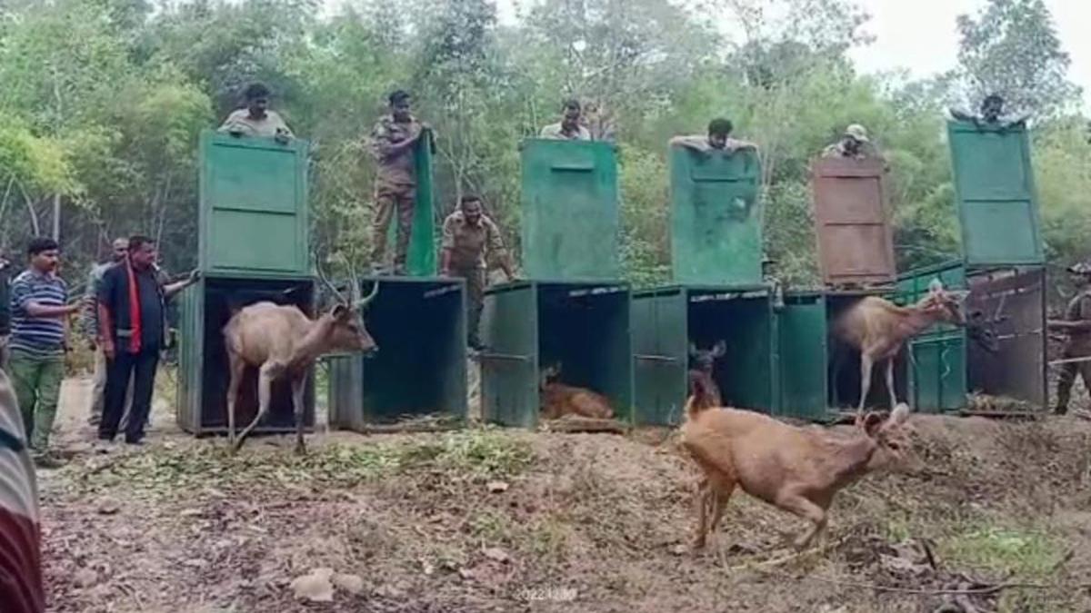 Telangana Forest dept. transfers zoo herbivores to the wild to increase prey base