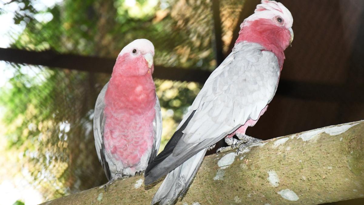 Exotic species of birds, mammals introduced at Pilikula Biological Park