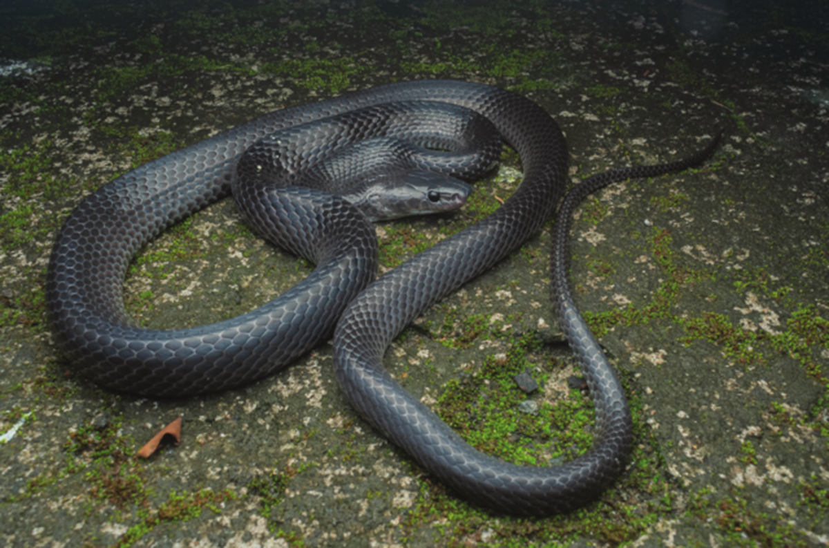 A female Lycodon irwini. A female Lycodon irwini.