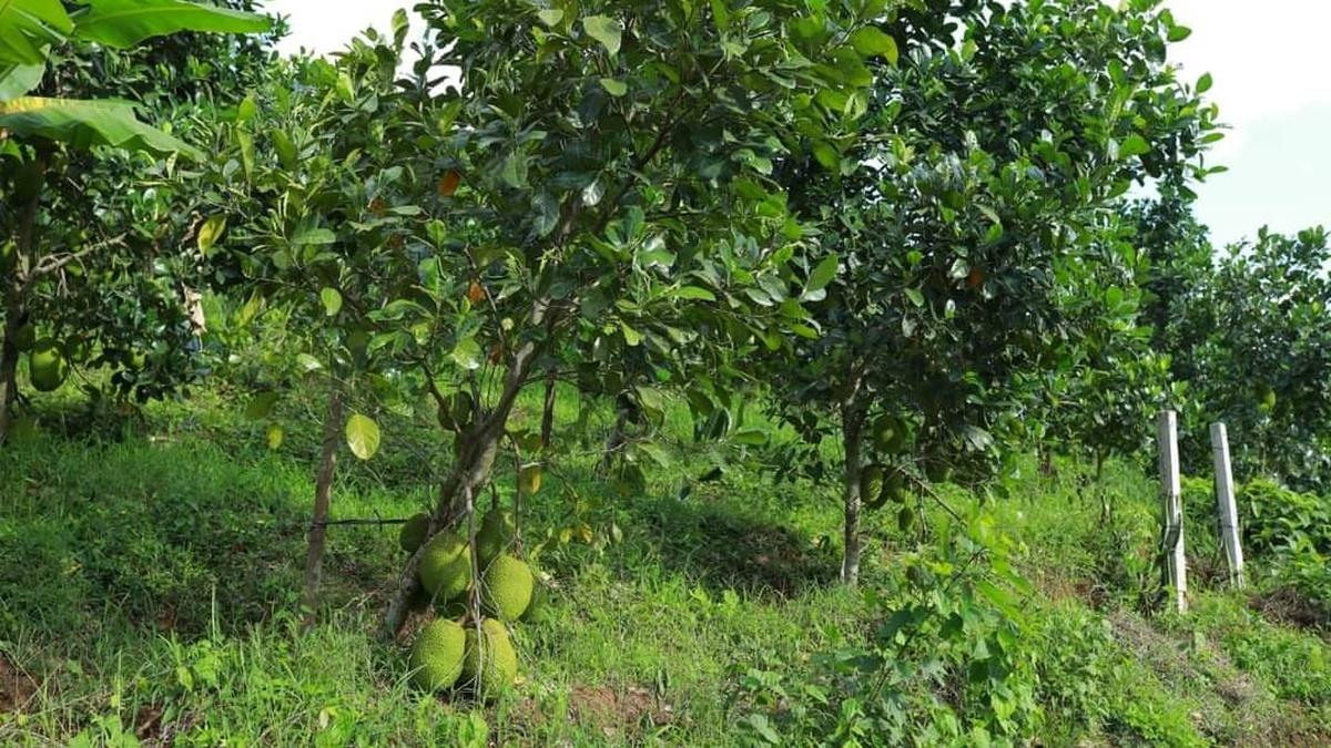 Kasaragod farm sows the seed of flourishing tourism The Hindu