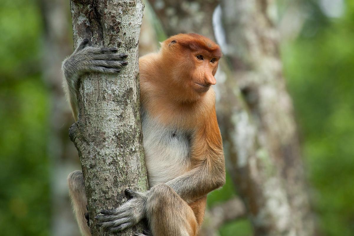 Silvery Speaks: What’s a Proboscis monkey? - The Hindu
