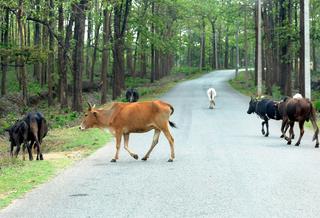 Karnataka government's approach towards cattle protection is genuine, not  tokenism: Minister - The Hindu