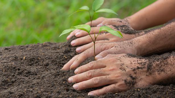 Tree saplings become pets for middle school children in Tiruvallur