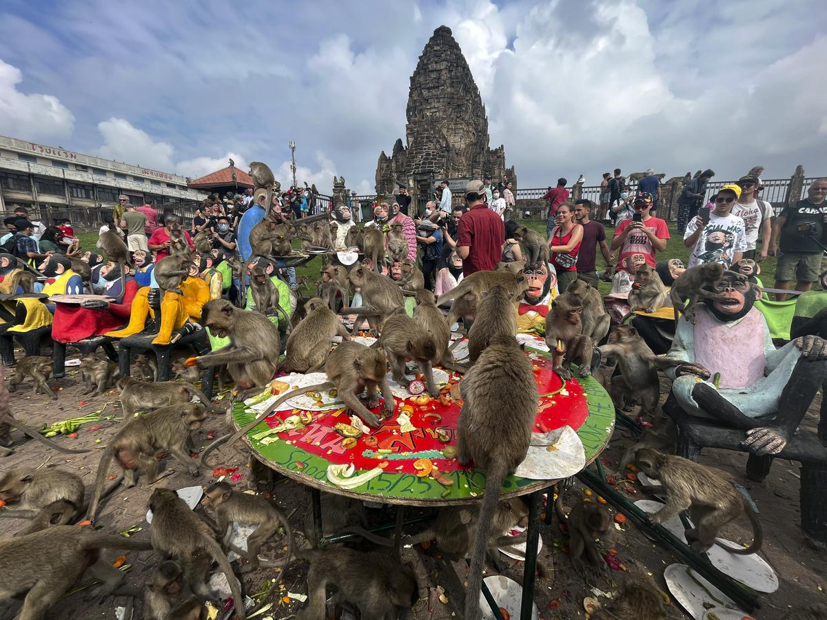 Monkeys in central Thailand city mark their day with feast