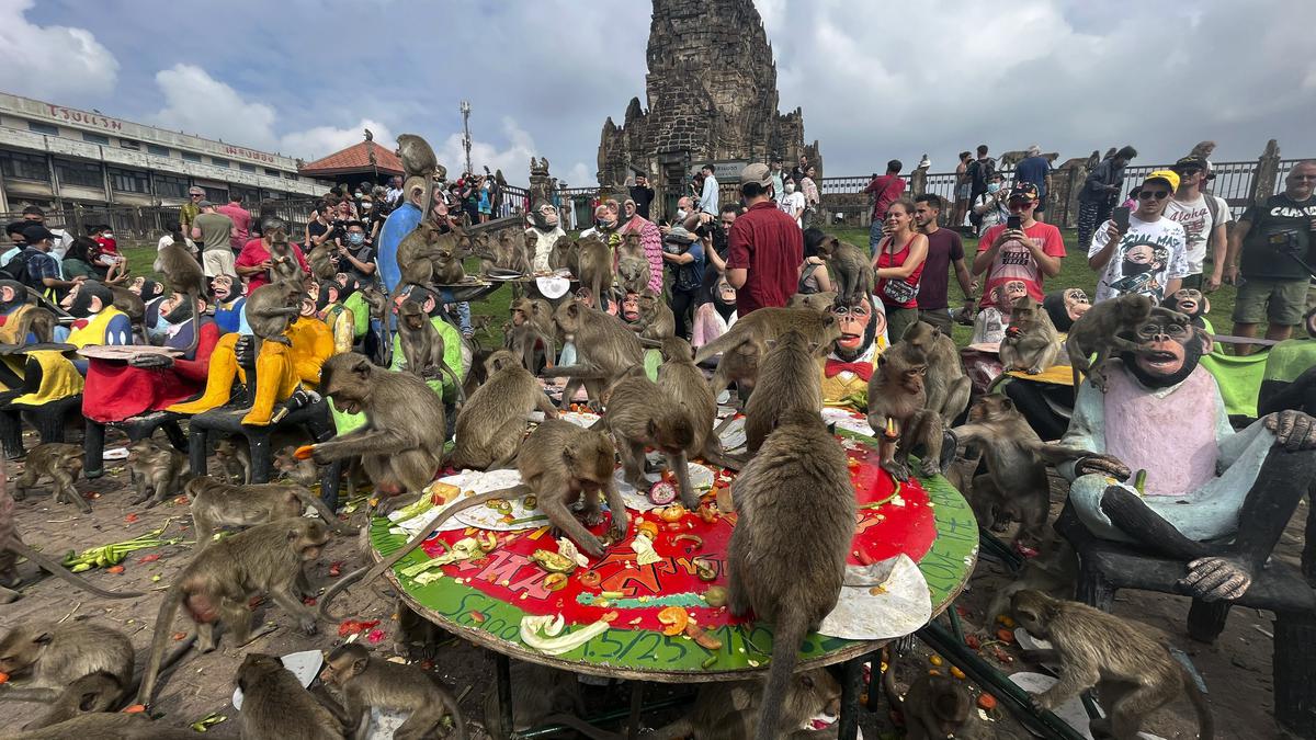 Monkeys in central Thailand city mark their day with feast