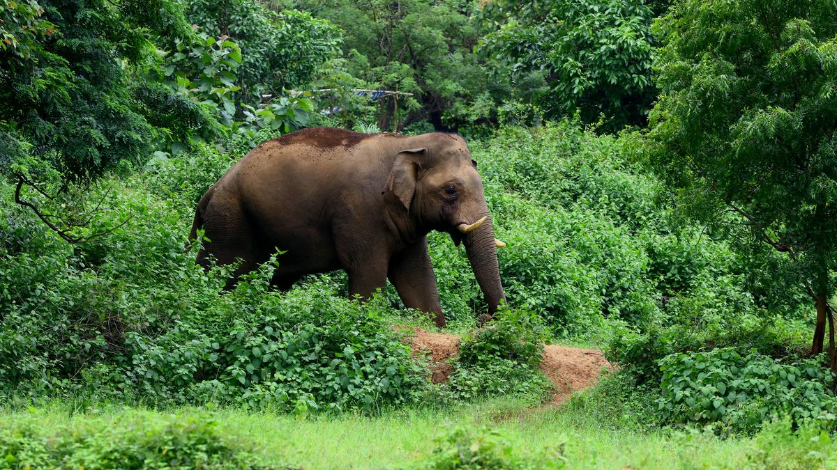 Man critically injured in elephant attack in Tripura