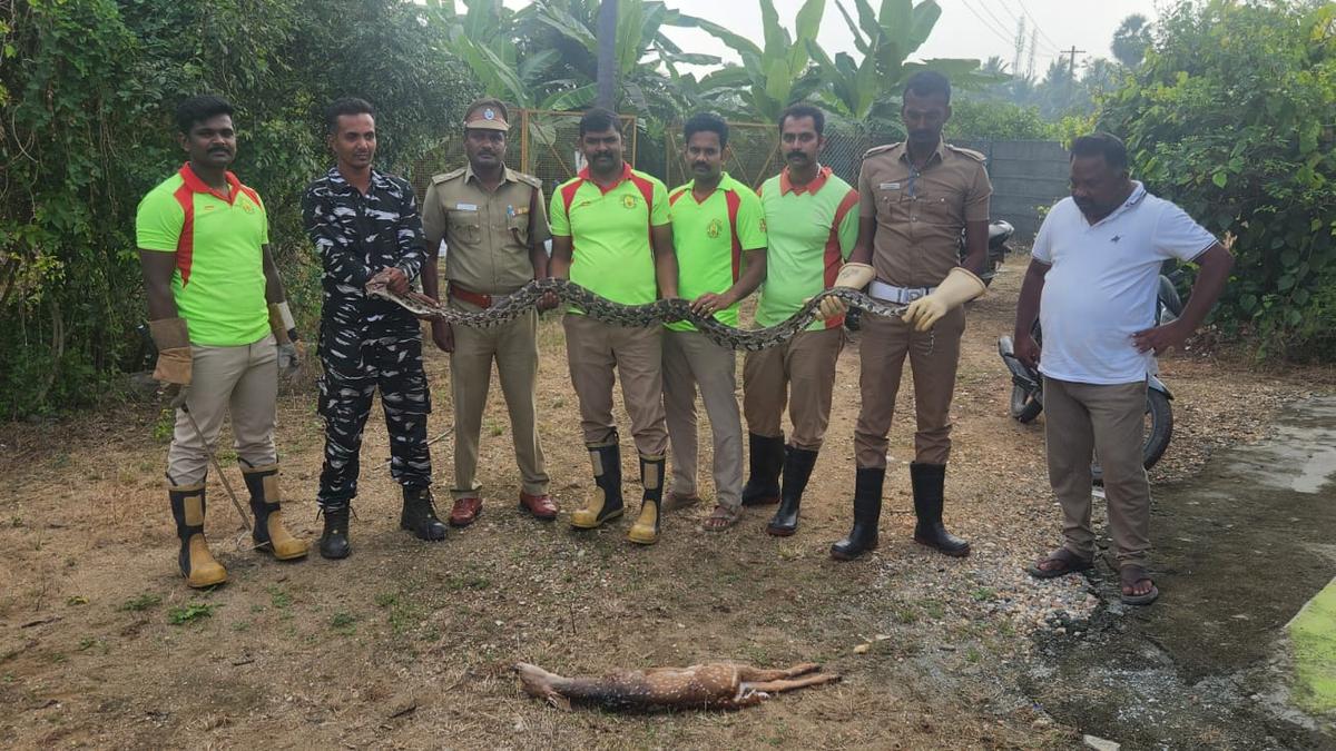 Indian rock python rescued from farm near Coimbatore