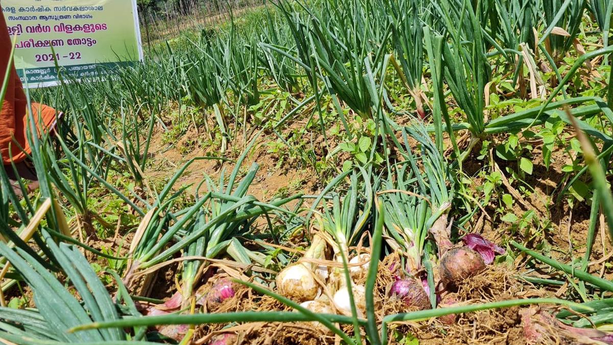 Kanthallur farmers take up cultivation of onion The Hindu