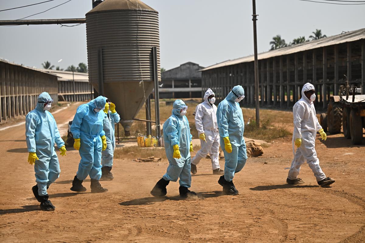 Vijayawada, Andhra Pradesh, 20-02-2025: ( For Spotlight ) A team of experts wearing PPE kits from Tirupati examining the poultry farm at Badampudi village in Eluru district where Birdflu case was confirmed in a poultry farm.. Photo Giri KVS/ The Hindu