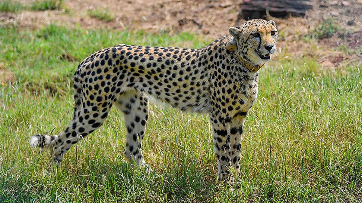 Eight cheetah deaths in under a year does not present a good picture, Supreme Court tells Centre