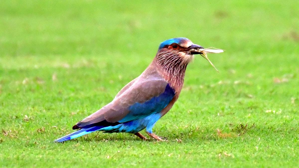 Laut einem landesweiten Bericht sind bis zu 86 Vogelarten in Tamil Nadu „rasch rückläufig“.