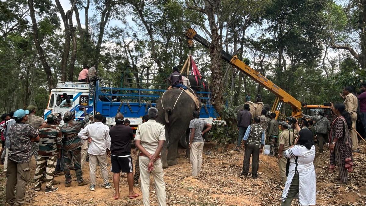 Tusker captured in Sakleshpur