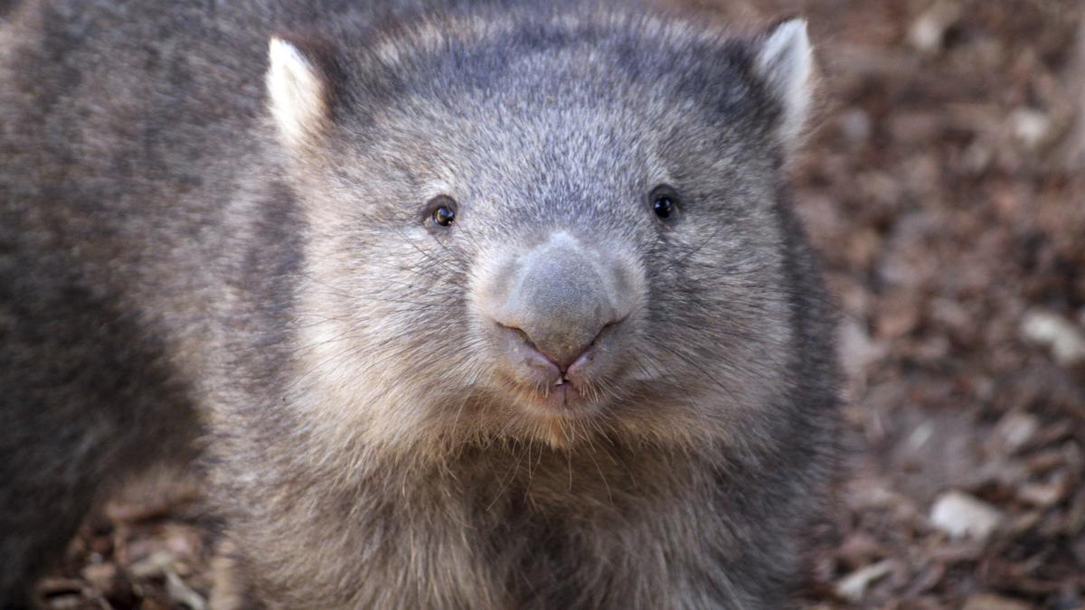 American influencer who caused outrage after snatching baby wombat in Australia issues apology