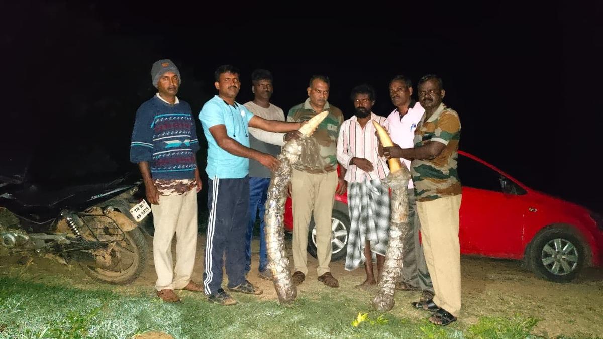 Man held with elephant tusks in Talavadi block