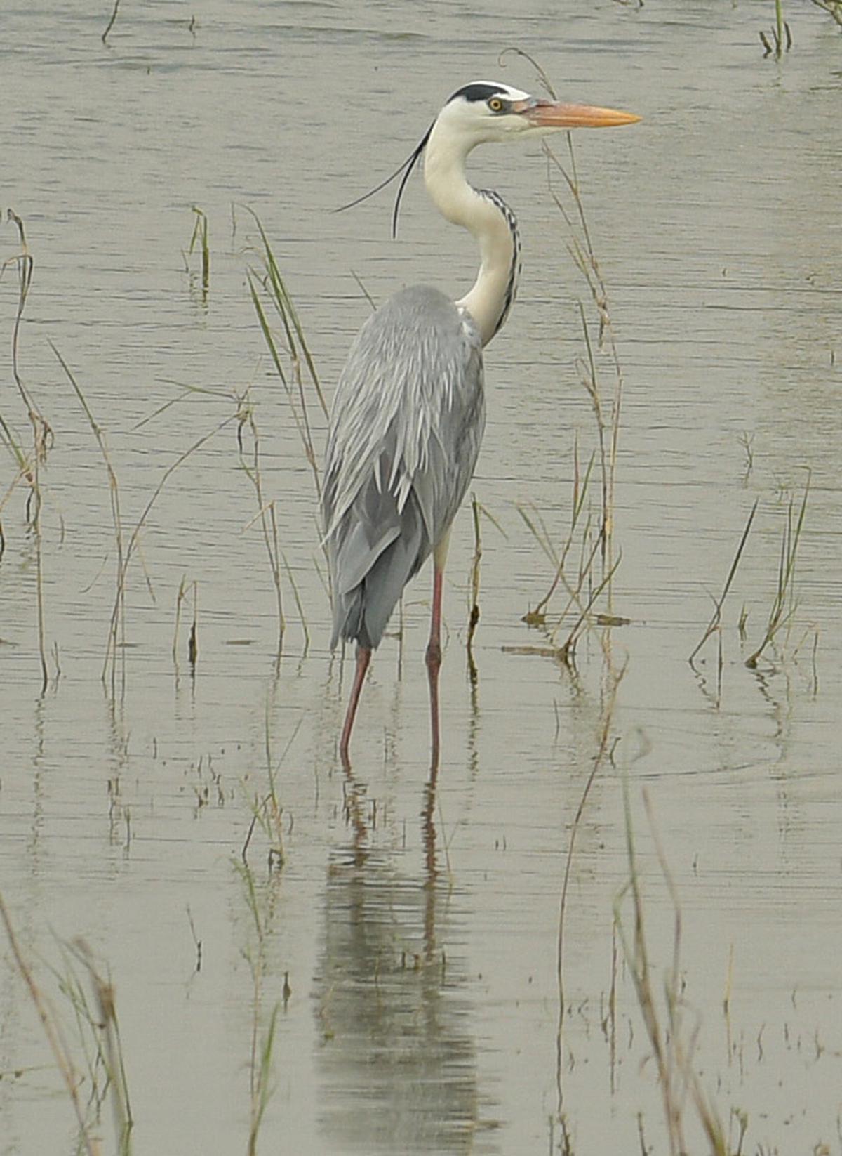 Grey Heron, Â a long-legged wading bird of the heron family, Ardeidae, native throughout temperate Europe and Asia, and also parts of Africa, seen at Karaivetti.