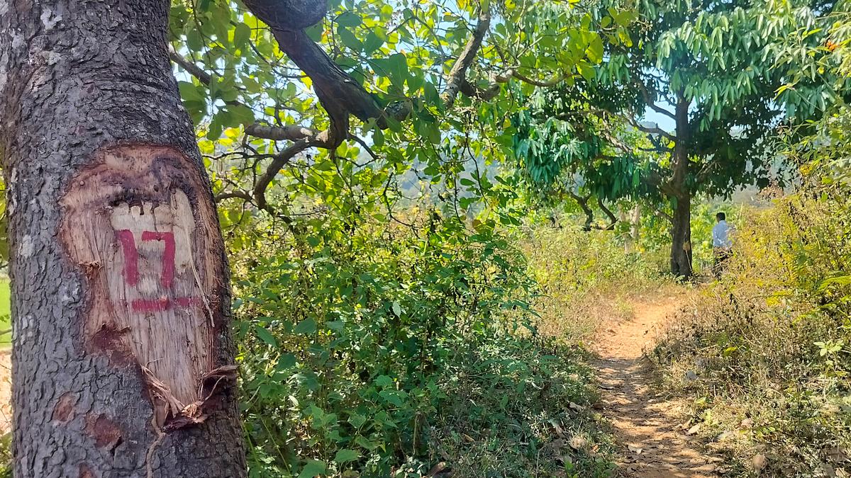 Sharavati valley project: Meeting growing power demand vs. keeping forests pristine
Premium