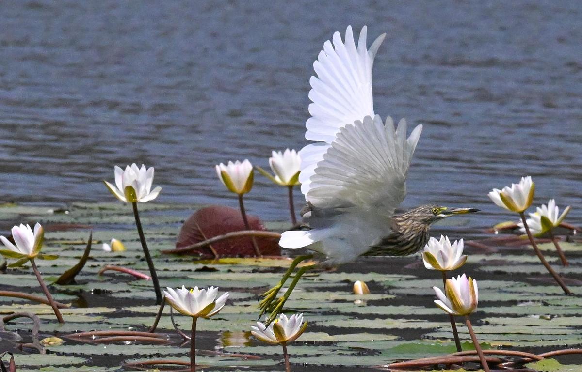 A pond heron takes off from the water lilies filled Kolarampathi tank in Coimbatore.