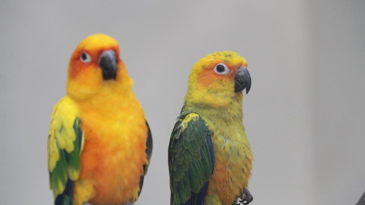 Bannerghatta Biological Park sees an increase in animal and bird population