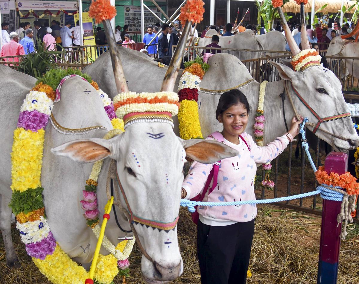 बेंगलुरु में गुरुवार को कृषि मेले में बैलों की जोड़ी के साथ एक युवा महिला।