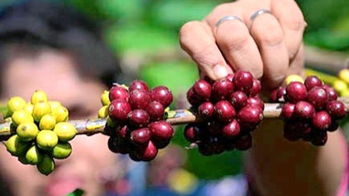 Coffee Board to hold awareness programmes on EUDR compliance, says CEO