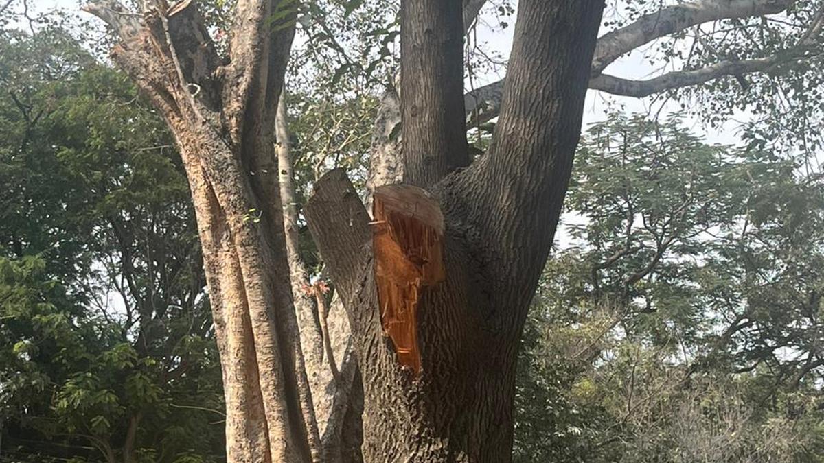 Sainikpuri residents plan ‘chipko’ movement to save trees