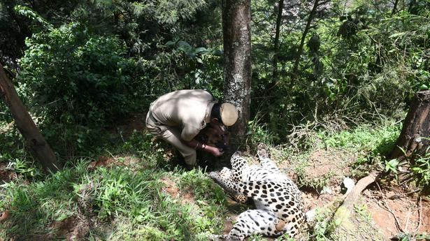 Leopard dies after getting trapped in snare
