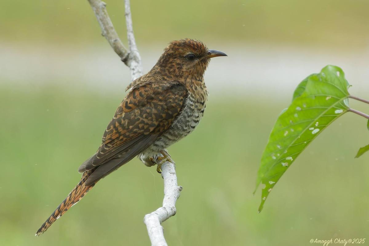 A Plaintive cuckoo at Odiyur lake on November 30, 2025. Amoggh Vjay Chatty has documented the sighting with photographs. Photo credit: Amoggh Vjay Chatty A Plaintive cuckoo at Odiyur lake on November 30, 2025. Amoggh Vjay Chatty has documented the sighting with photographs. Photo credit: Amoggh Vjay Chatty