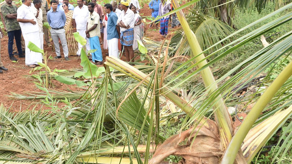 District Collector assesses crop damages by elephants near Coimbatore, assures compensation