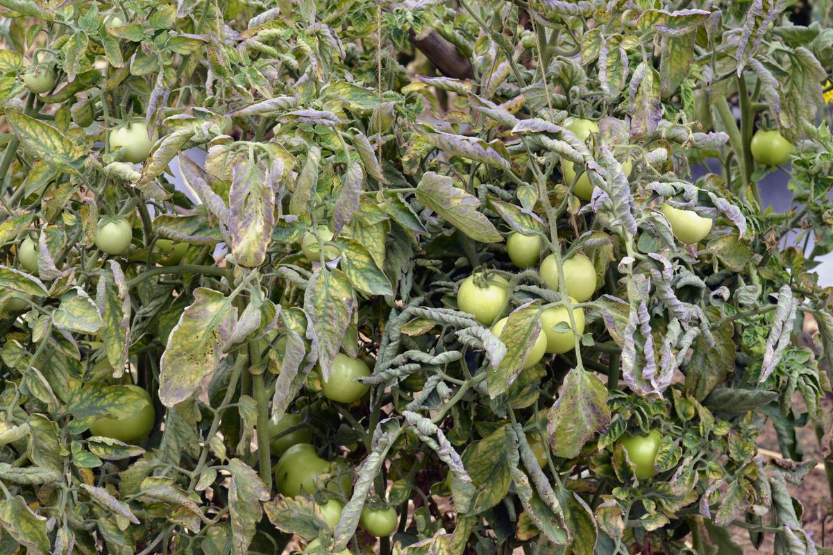 Tomato crops that were affected by the leaf curl disease at the farm of Raghavendra in Mangasandra village of Kolar district in Karnataka.