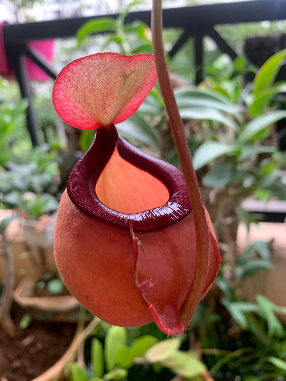 Nepenthes