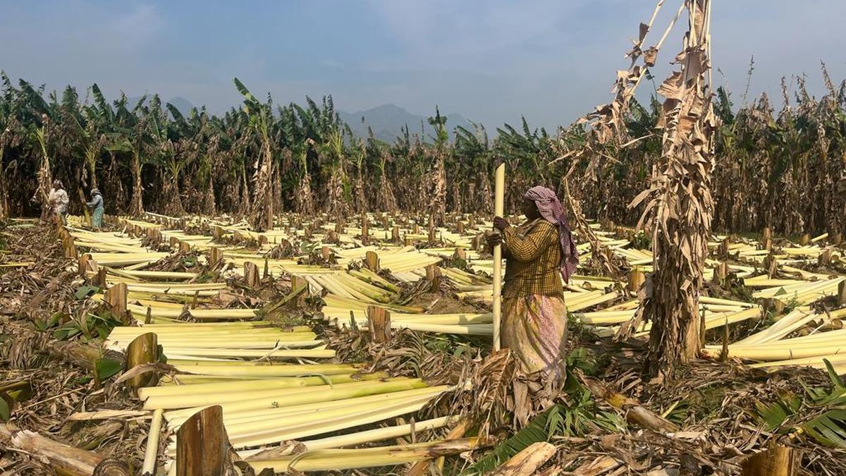 Banana trunk gives additional income to growers
