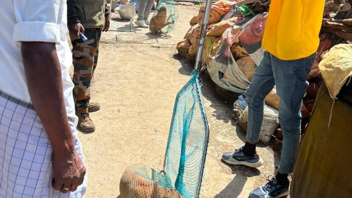 Mass anti-rabies vaccination drive under way in Kodaikanal hills