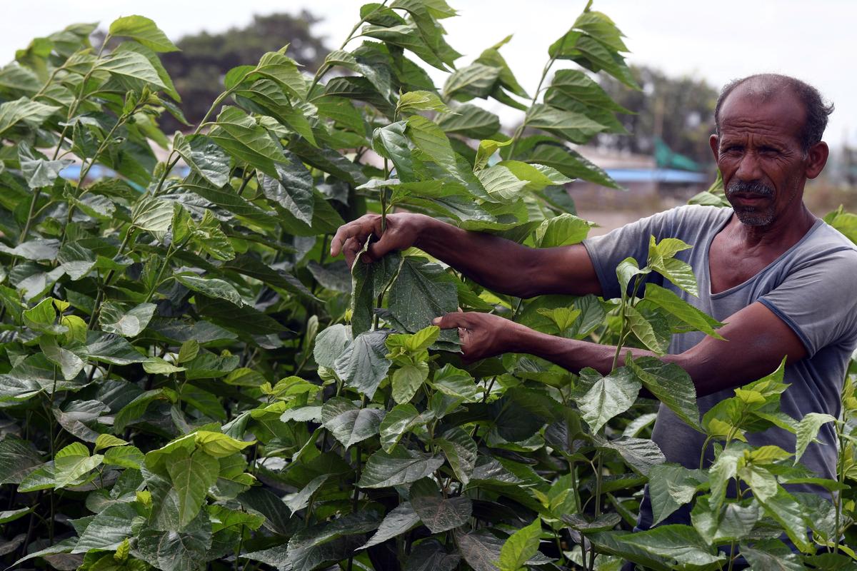 Develop land proposed for Bidadi township as special mulberry zone to boost  silk production: MP Dr. C.N. Manjunath - The Hindu