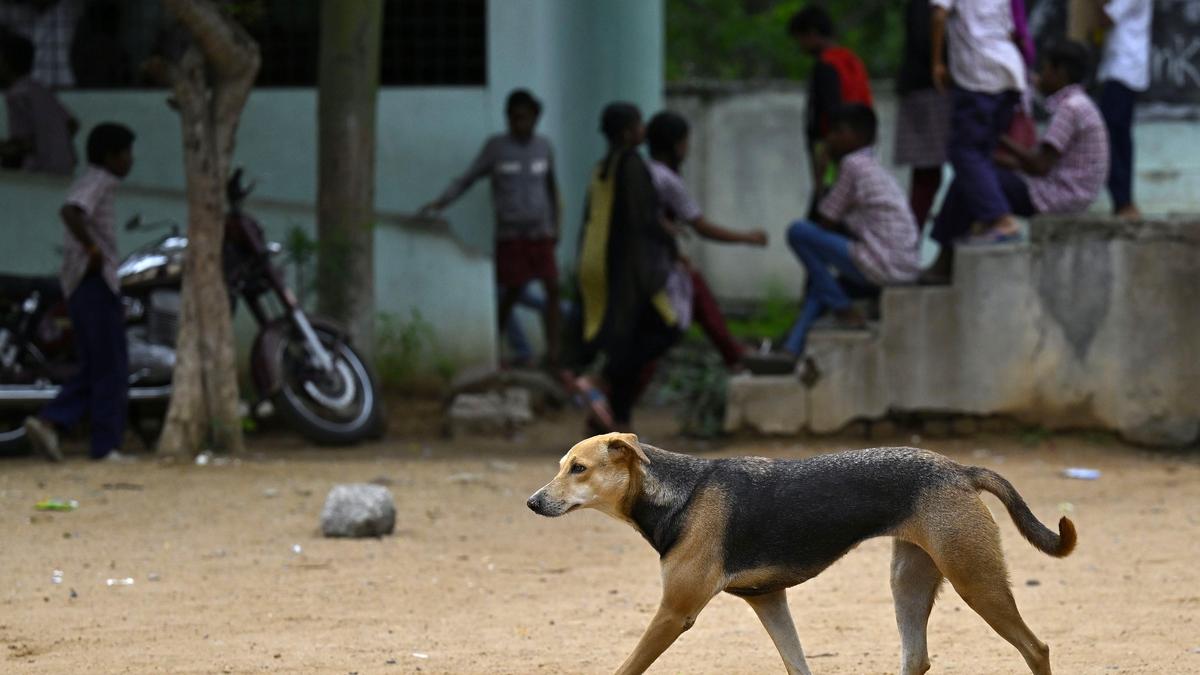 DSEL steps in to prevent stray dog infestation in all educational institutions in Karnataka