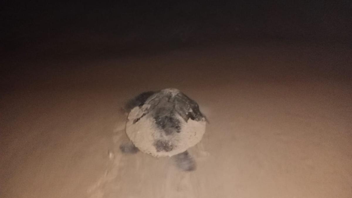 Olive Ridley sea turtle lays 158 eggs on Christmas at Kodi beach in Kundapur
