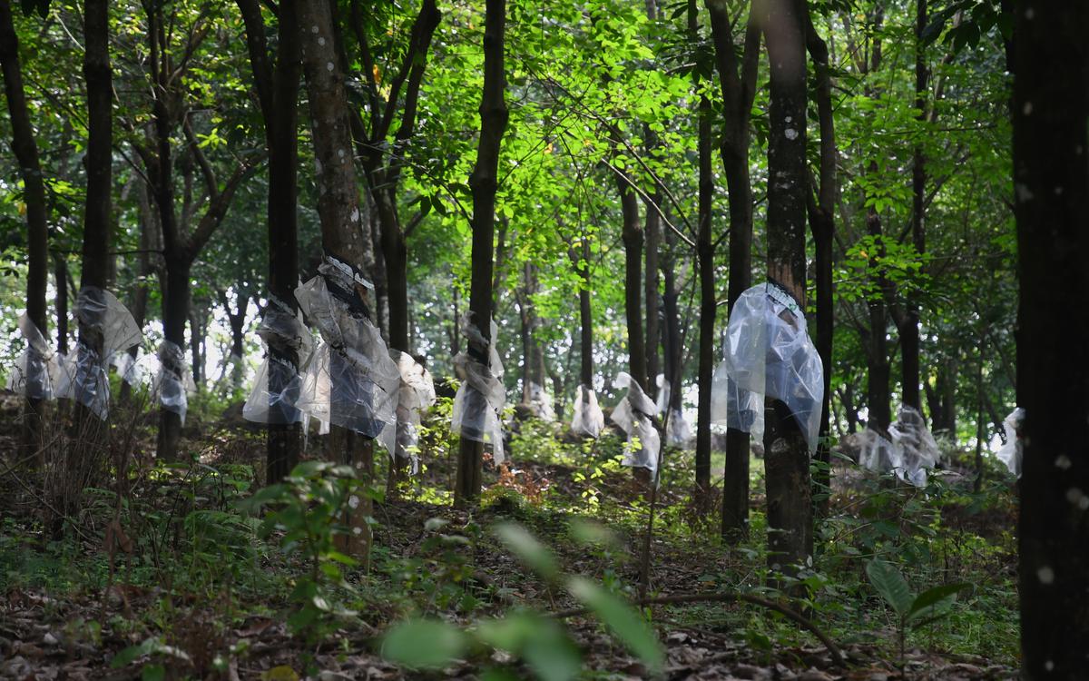 A rubber plantation in Kerala