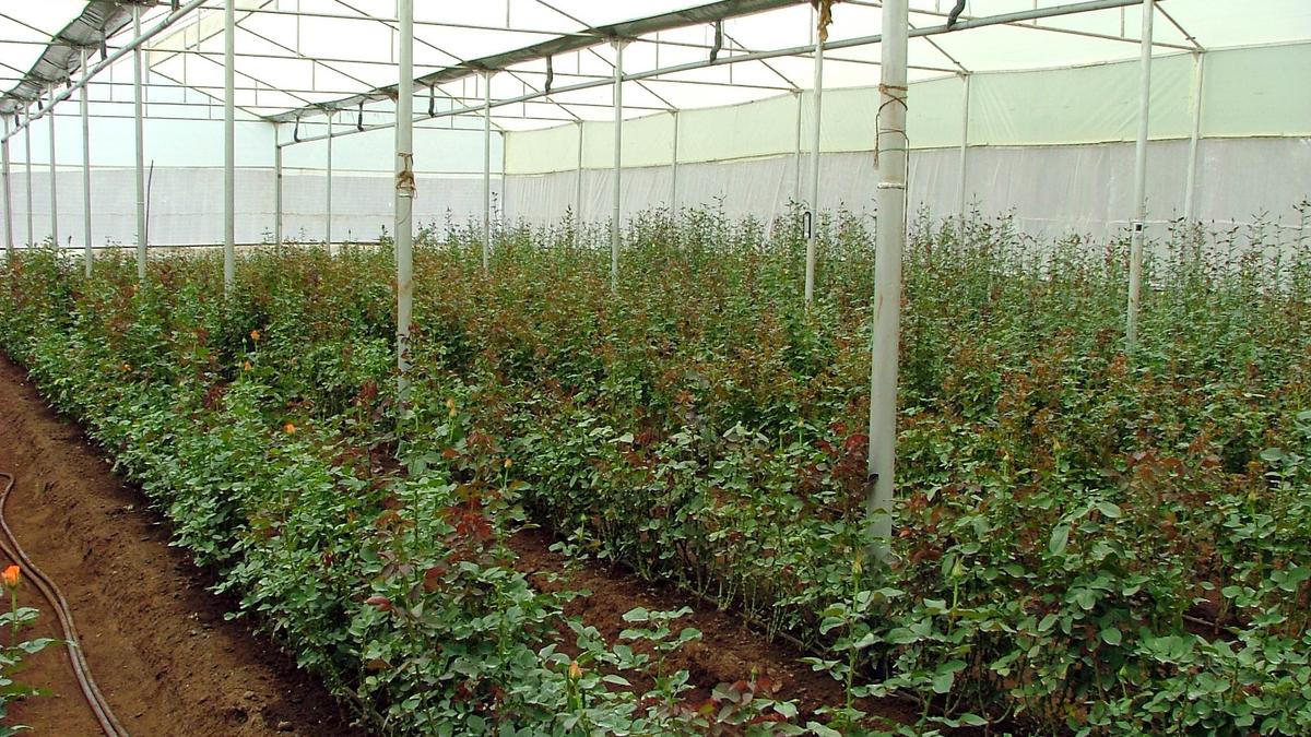 Farmers find subsidies attractive to set up polyhouses in Tiruvallur