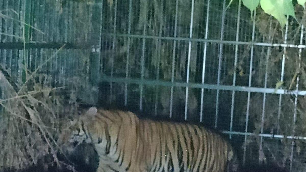 After a sustained operation elusive tiger trapped
