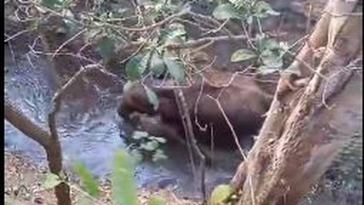 Elephant calf rescued from canal, reunited with mother, by T.N. Forest team in Pollachi