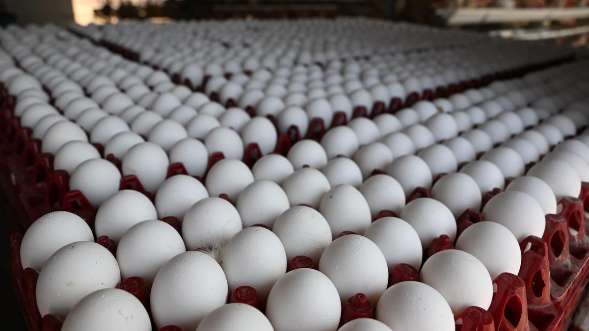 Egg price plummets to ₹3.85 in Namakkal