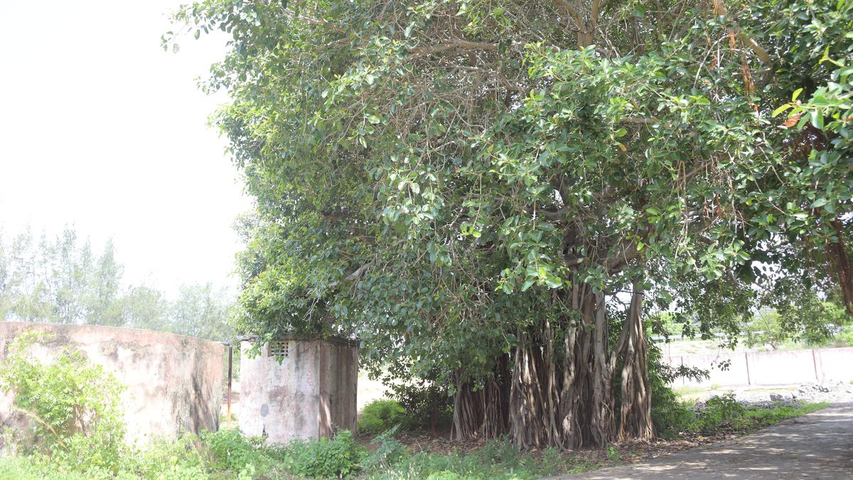 The other banyan trees of Chennai