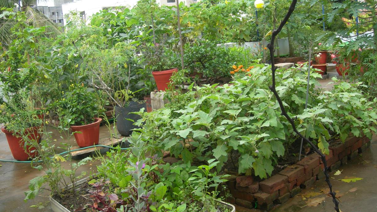 Urban farming gains popularity in Bengaluru: Can it become an urban foodscape Urban farming gains popularity in Bengaluru: Can it become an urban foodscape