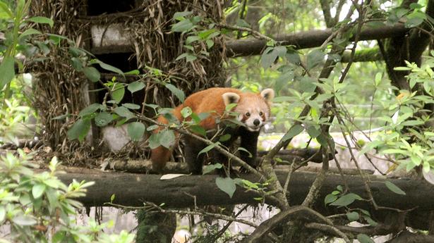 Darjeeling zoo recognised as best in India