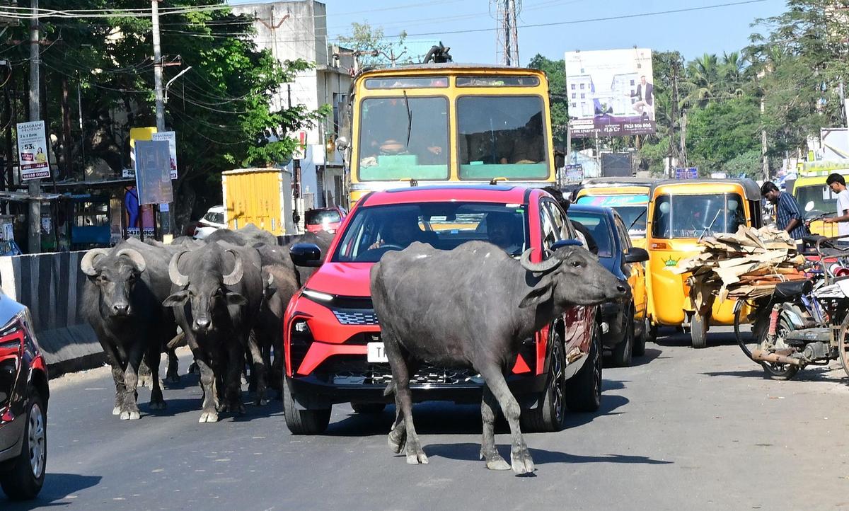 Gado perdido circulando livremente na estrada principal de Porur-Kundrathur, representando um risco para os motoristas. Arquivo