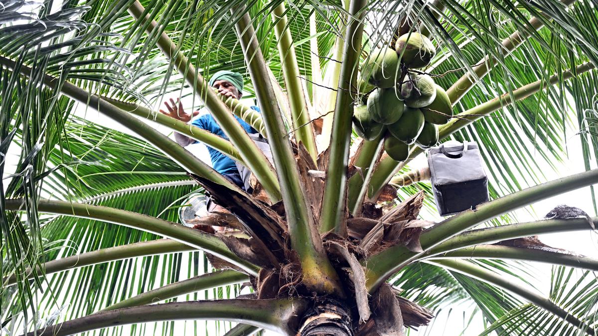 Here’s how neera is collected from coconut trees at the foothills of the Western Ghats