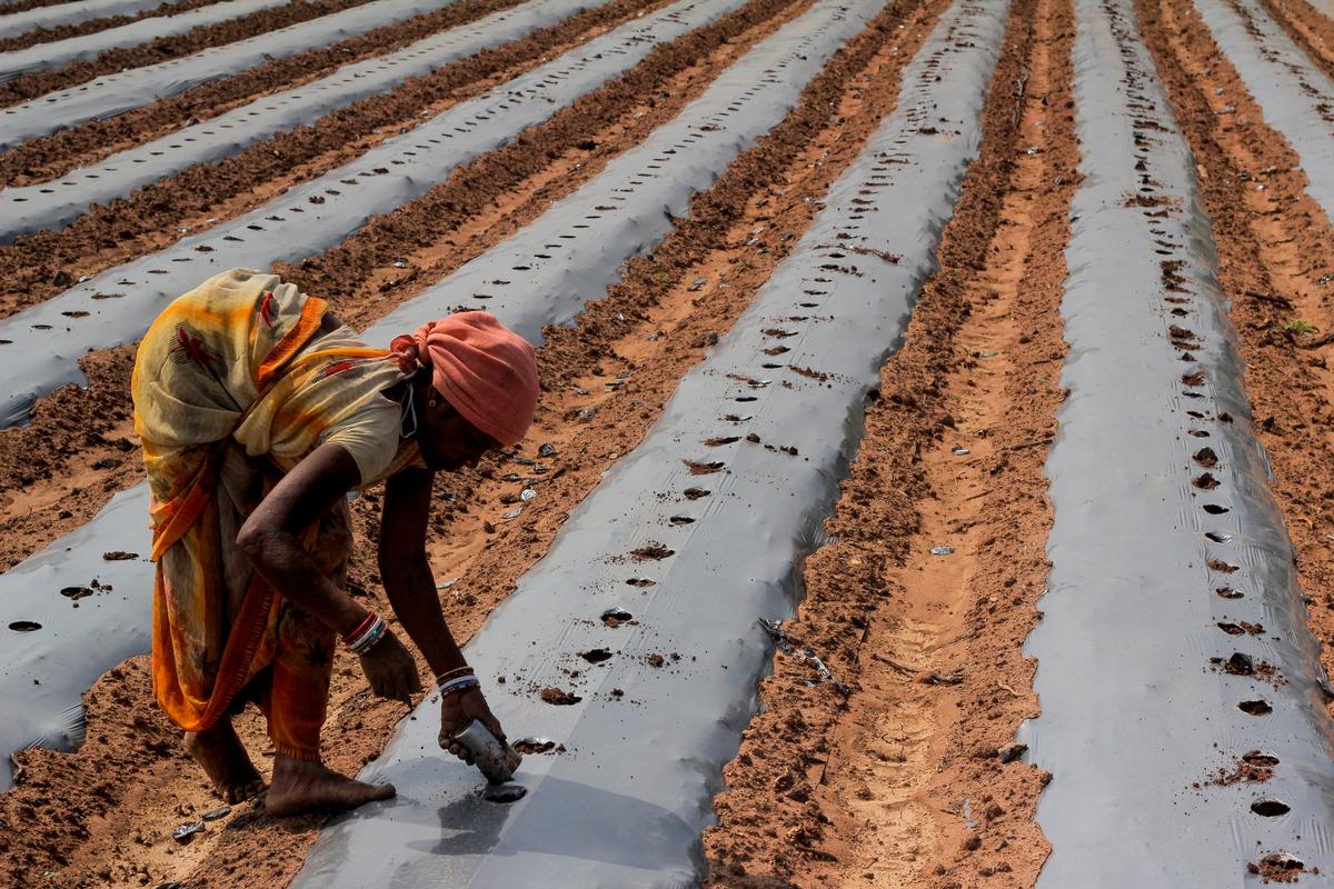 Agrientrepreneurship in Odisha Paving the way for prosperity The Hindu