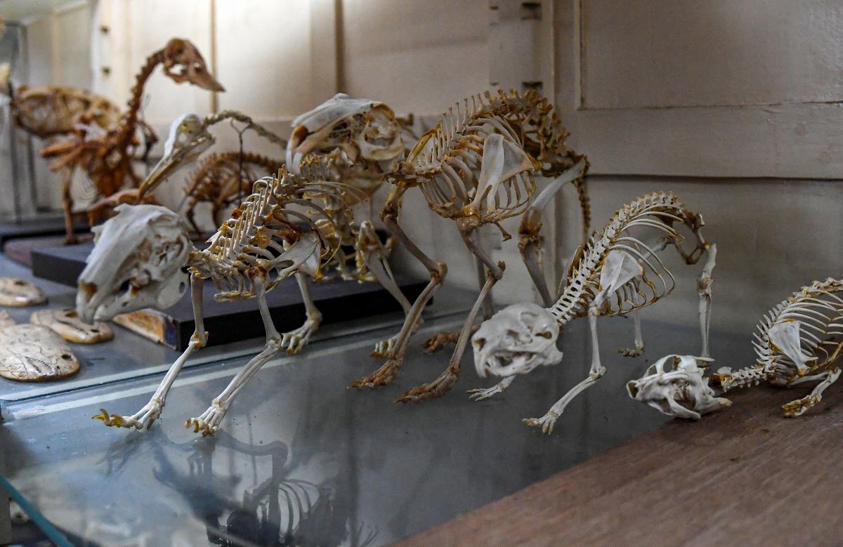 Esqueletos de animales expuestos en el museo zoológico del Departamento de Zoología de la Universidad de Andhra, Visakhapatnam. Esqueletos de animales expuestos en el museo zoológico del Departamento de Zoología de la Universidad de Andhra, Visakhapatnam.