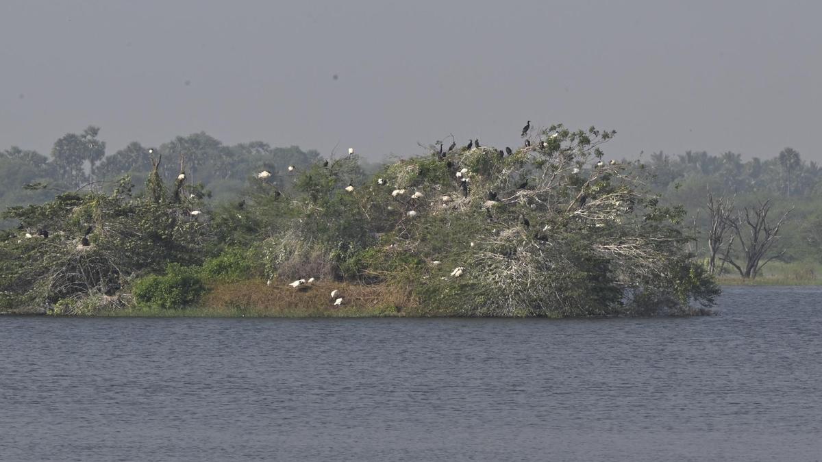 Migratory birds arrive at Vellode Bird Sanctuary