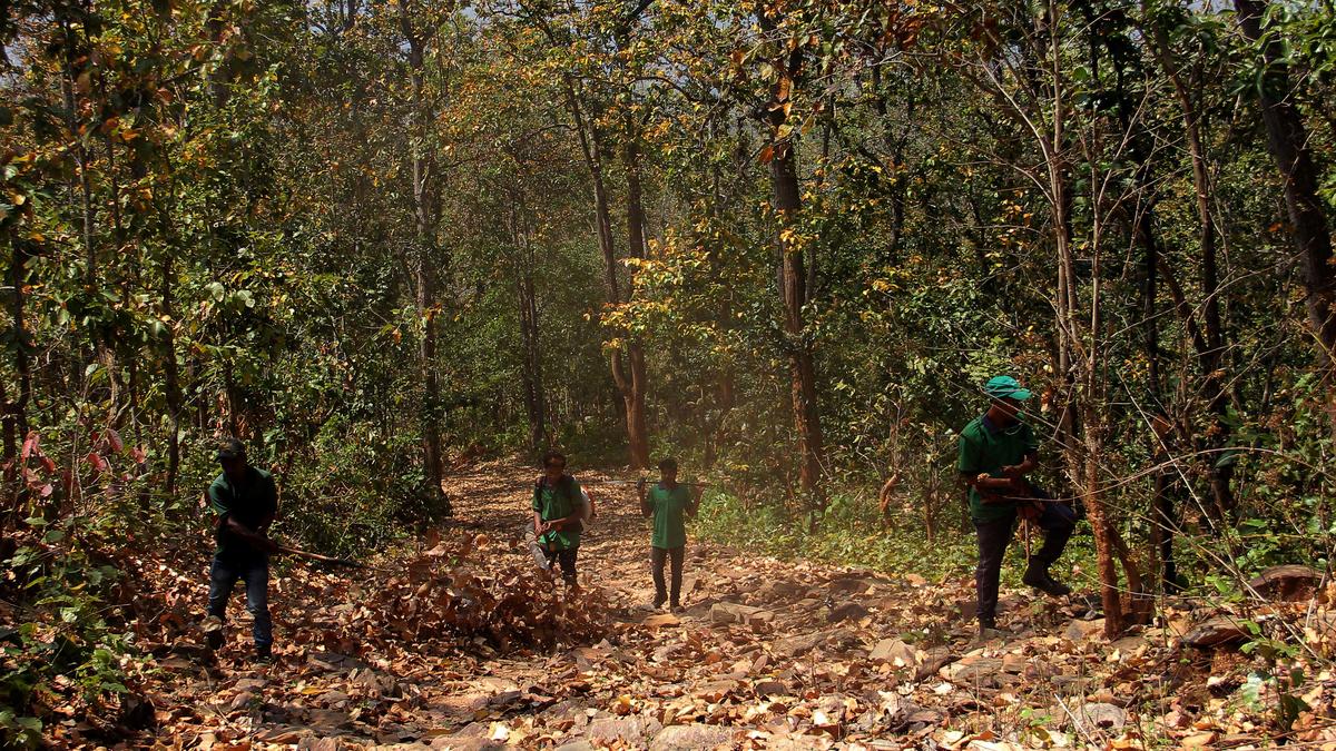 Tigress from Odisha’s Similipal strays into West Bengal’s Purulia