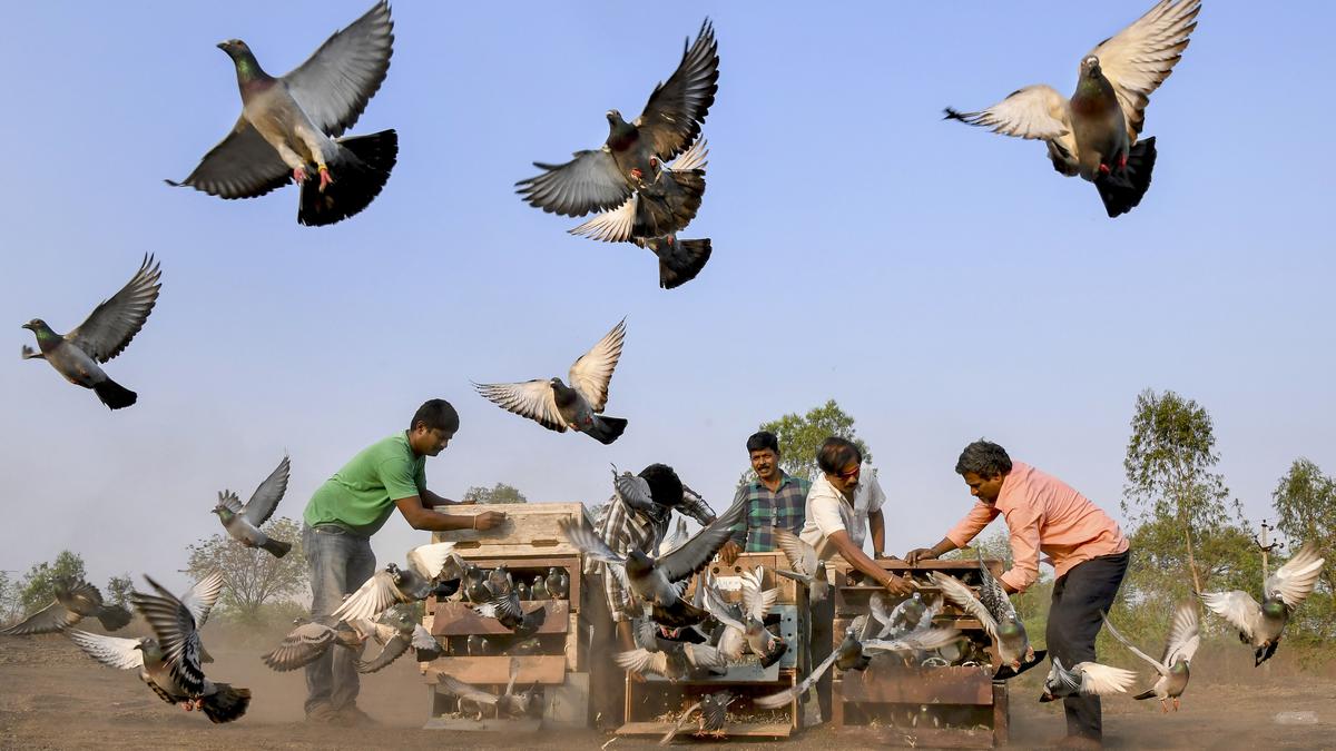 into　A　competitive　pigeon　peek　in　Hindu　the　The　world　of　racing　India